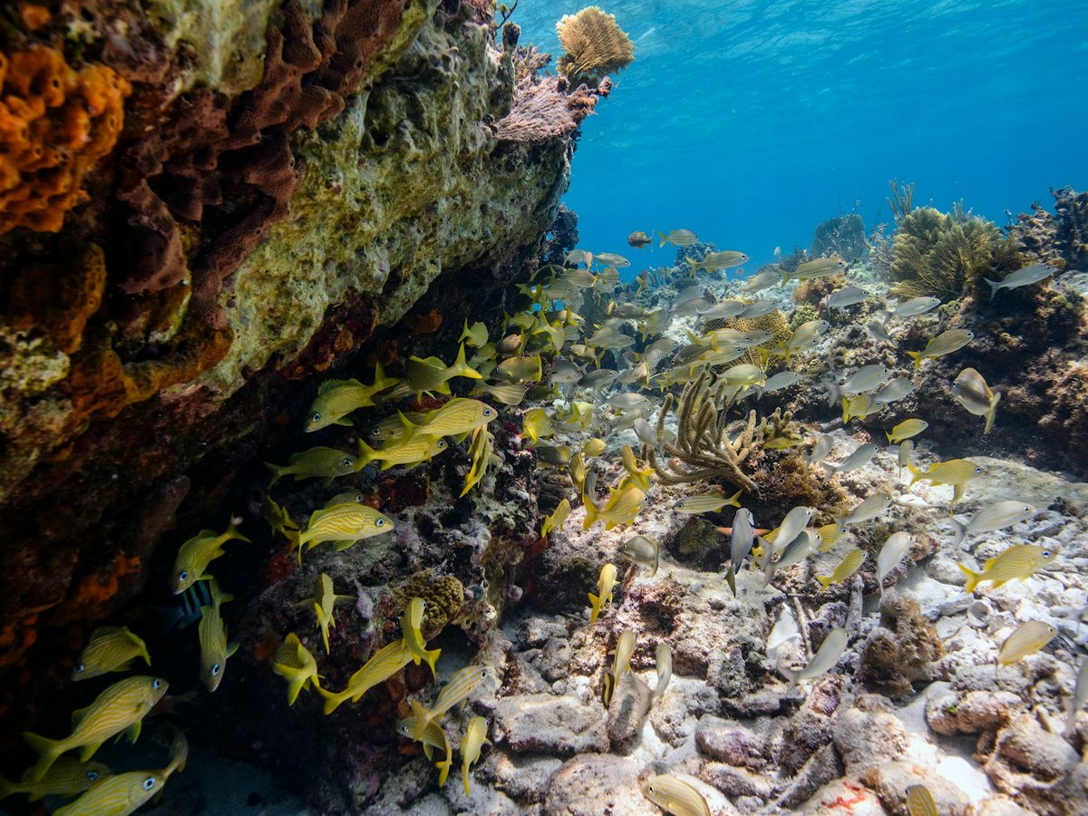Coral reef wall with schools of yellow fish in clear blue water