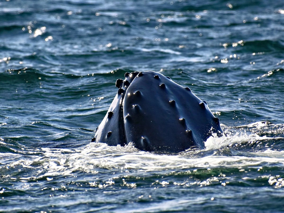 Humpback whale surfacing in open ocean water